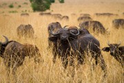 Cape buffalo : 2014 Uganda